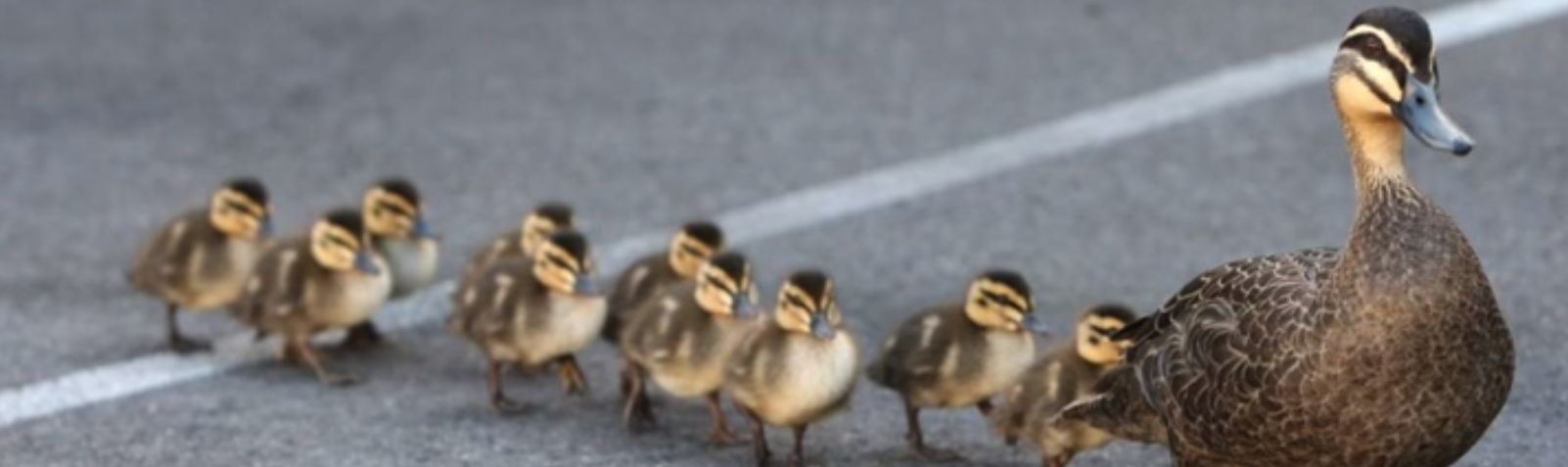 duckling discipleship